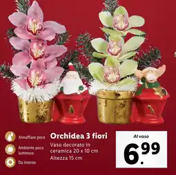 Lidl Orchidea 3 fiori offerta