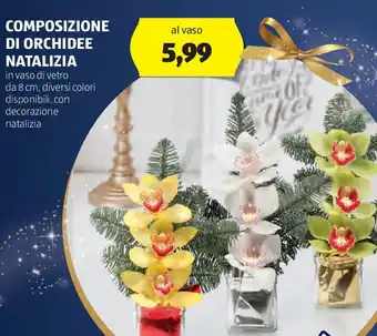 ALDI Composizione di orchidee natalizia offerta