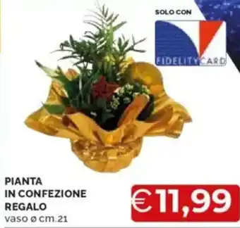 Mercatò Pianta in confezione regalo offerta