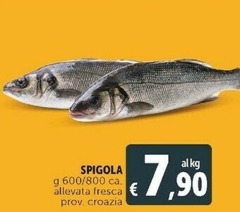 Deco Supermercati Spigola offerta