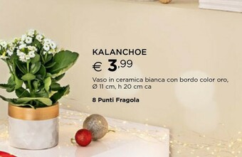 Esselunga Piante offerta