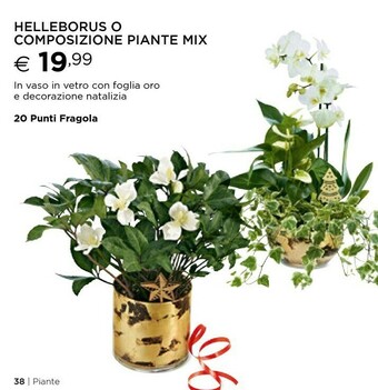 Esselunga Piante offerta