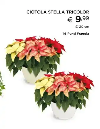 Esselunga Stella di natale offerta