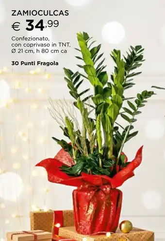 Zamioculcas