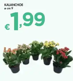 Bennet Kalanchoe offerta