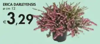 Bennet Erica darleyensis offerta