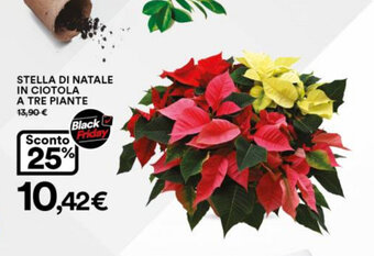 Ipercoop Stella di Natale in Ciotola a Tre Piante offerta