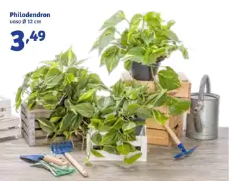 In'S Mercato Philodendron offerta