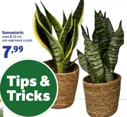In'S Mercato Sansevieria offerta