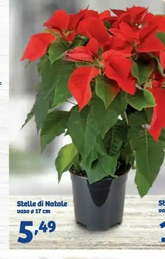 In'S Mercato Stella di natale offerta