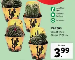 Lidl Cactus offerta