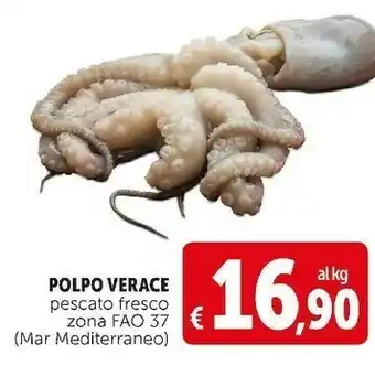 Deco Supermercati Pescato fresco polpo verace offerta