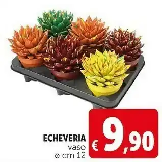 Deco Supermercati Echeveria vaso offerta