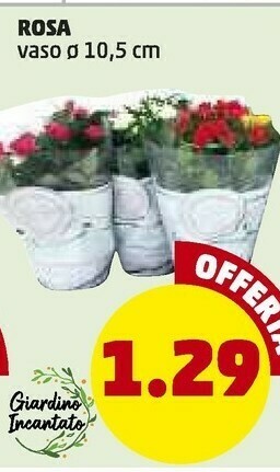 PENNY Rosa offerta
