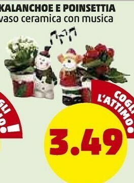 PENNY Kalanchoe e poinsettia offerta