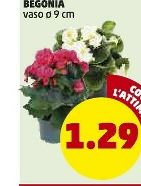 PENNY Begonia offerta