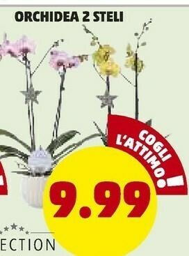 Orchidea 2 stelli