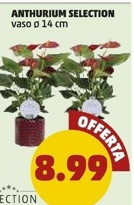 PENNY Anthurium selection offerta