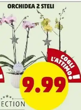 PENNY Orchidea 2 steli offerta