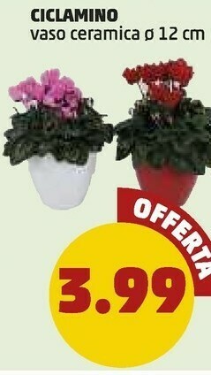 PENNY Ciclamino offerta