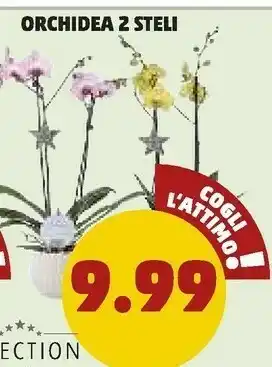 PENNY Orchidea 2 stelli offerta