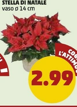 PENNY Stella di natale offerta