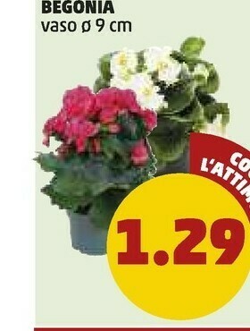 Begonia