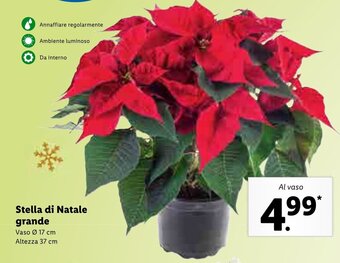 Lidl Stella di Natale grande offerta