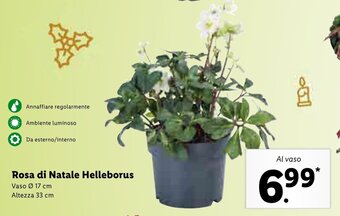 Lidl Rosa di Natale Helleborus offerta