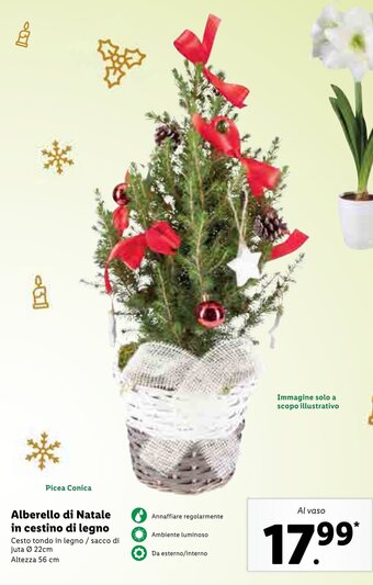 Lidl Alberello di Natale in cestino di legno offerta