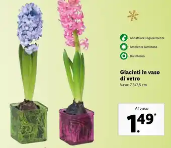 Lidl Giacinti in vaso di vetro vaso: 7,5x7,5 cm offerta