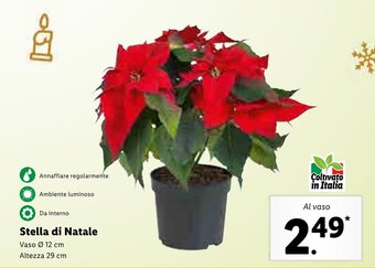 Lidl Stella di Natale offerta