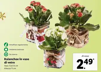 Lidl Kalanchoe in vaso di vetro 11cm offerta