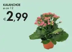 Bennet Kalanchoe offerta