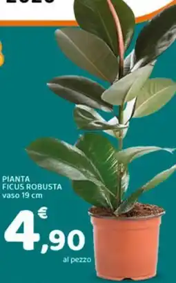 Conad Pianta ficus robusta offerta