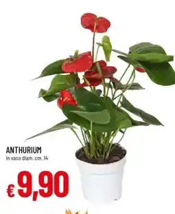 Galassia Anthurium offerta