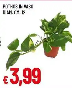 Famila Pothos offerta