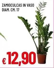 Famila Superstore Zamioculcas in vaso offerta