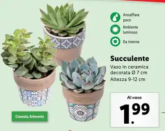 Lidl Succulente offerta