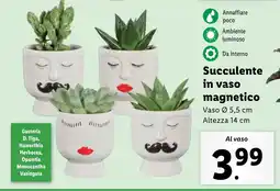 Lidl Succulente in vaso magnetico offerta