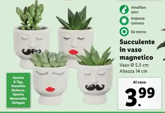 Lidl Succulente in vaso magnetico offerta