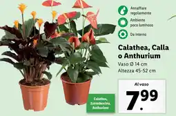 Lidl Calathea, Calla o Anthurium offerta