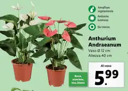 Lidl Anthurium Andraeanum offerta