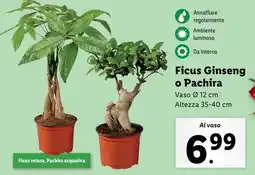 Lidl Ficus Ginseng o Pachira offerta