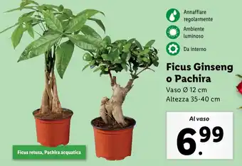 Lidl Ficus Ginseng o Pachira offerta