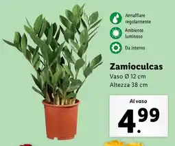 Lidl Zamioculcas offerta