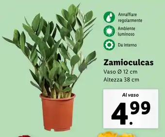 Lidl Zamioculcas offerta