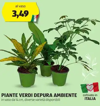 ALDI Piante verdi depura ambiente offerta