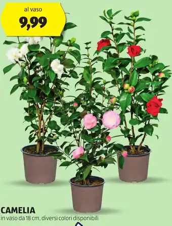 ALDI Camelia offerta