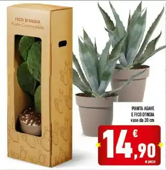 Conad Superstore Pianta agave e fico offerta